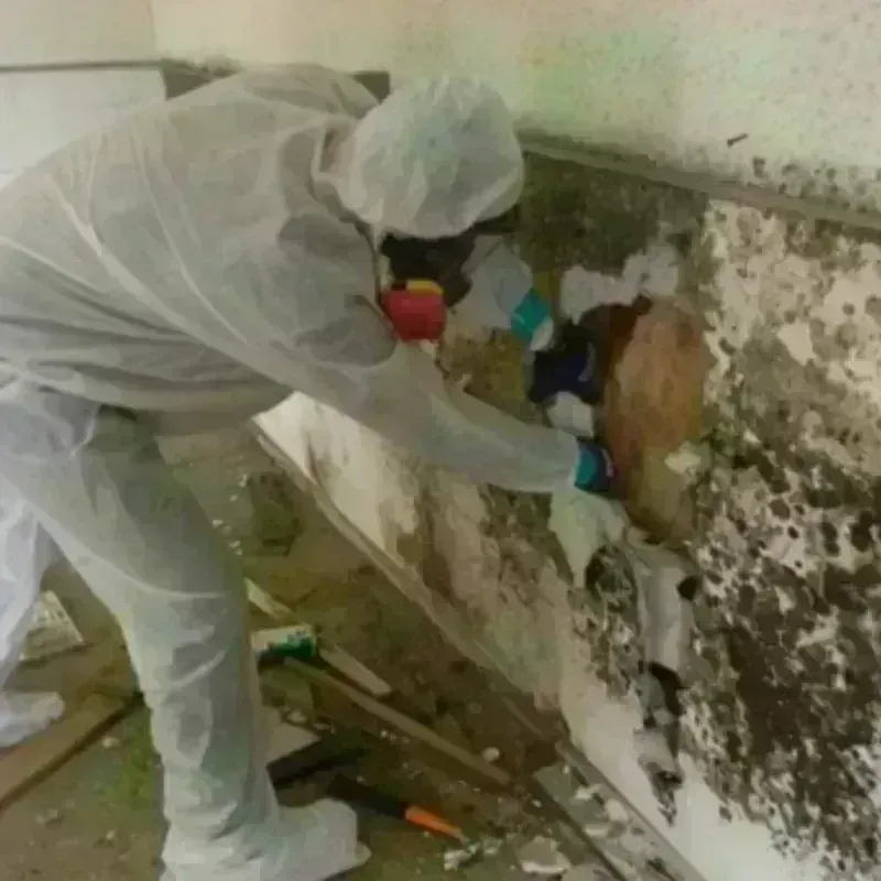 Mold Remediation and Removal in Belen, NM